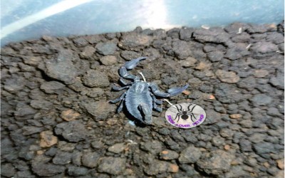 CHAERILUS SCORPION 1 EKOR / CHAERILUS SCORPION 1 HEAD TANPA KANDANG